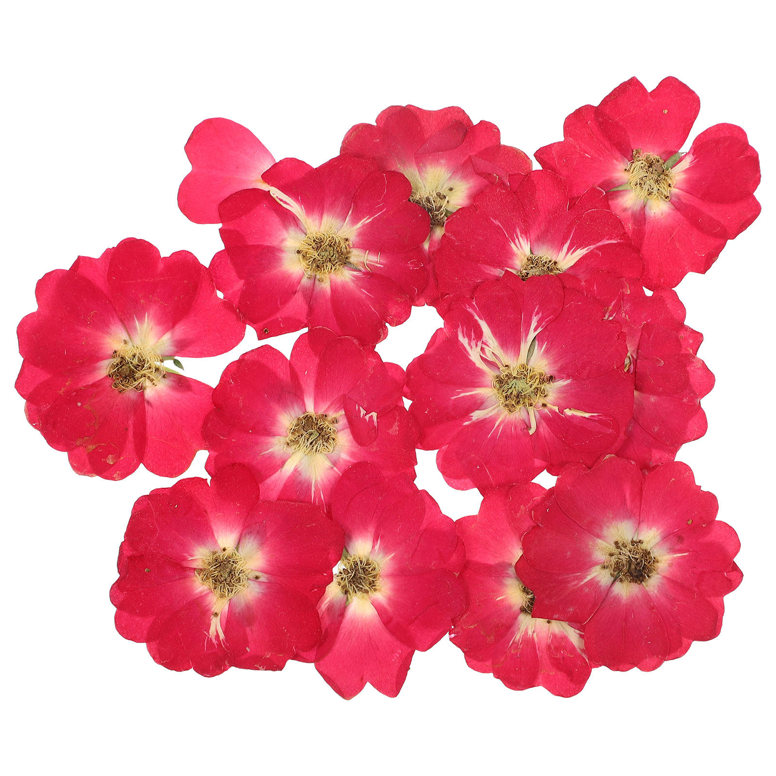 12Pcs Natural Dried Rose Press - Resin Art Kits recension och pris
