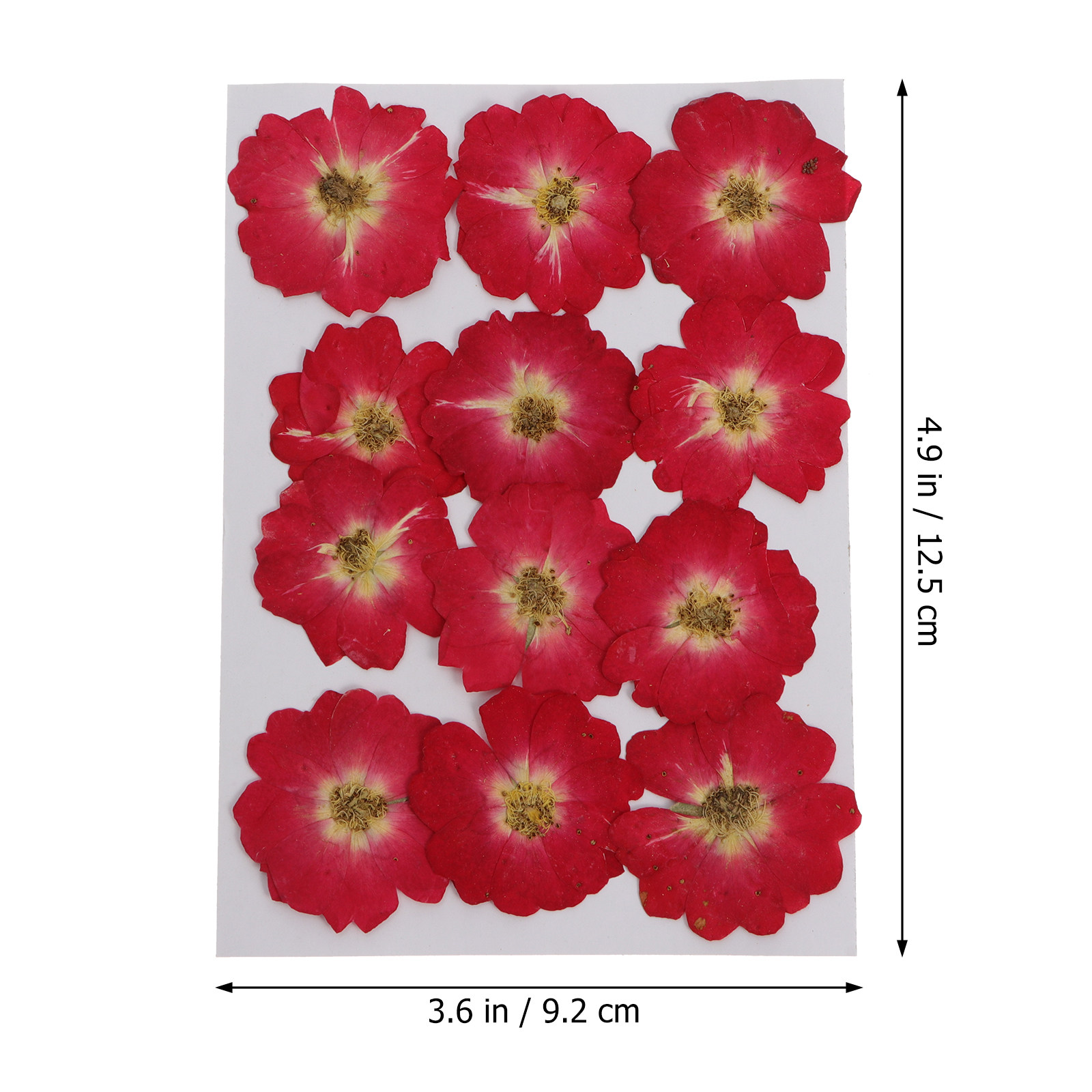 12Pcs Natural Dried Rose Press - Resin Art Kits recension och pris